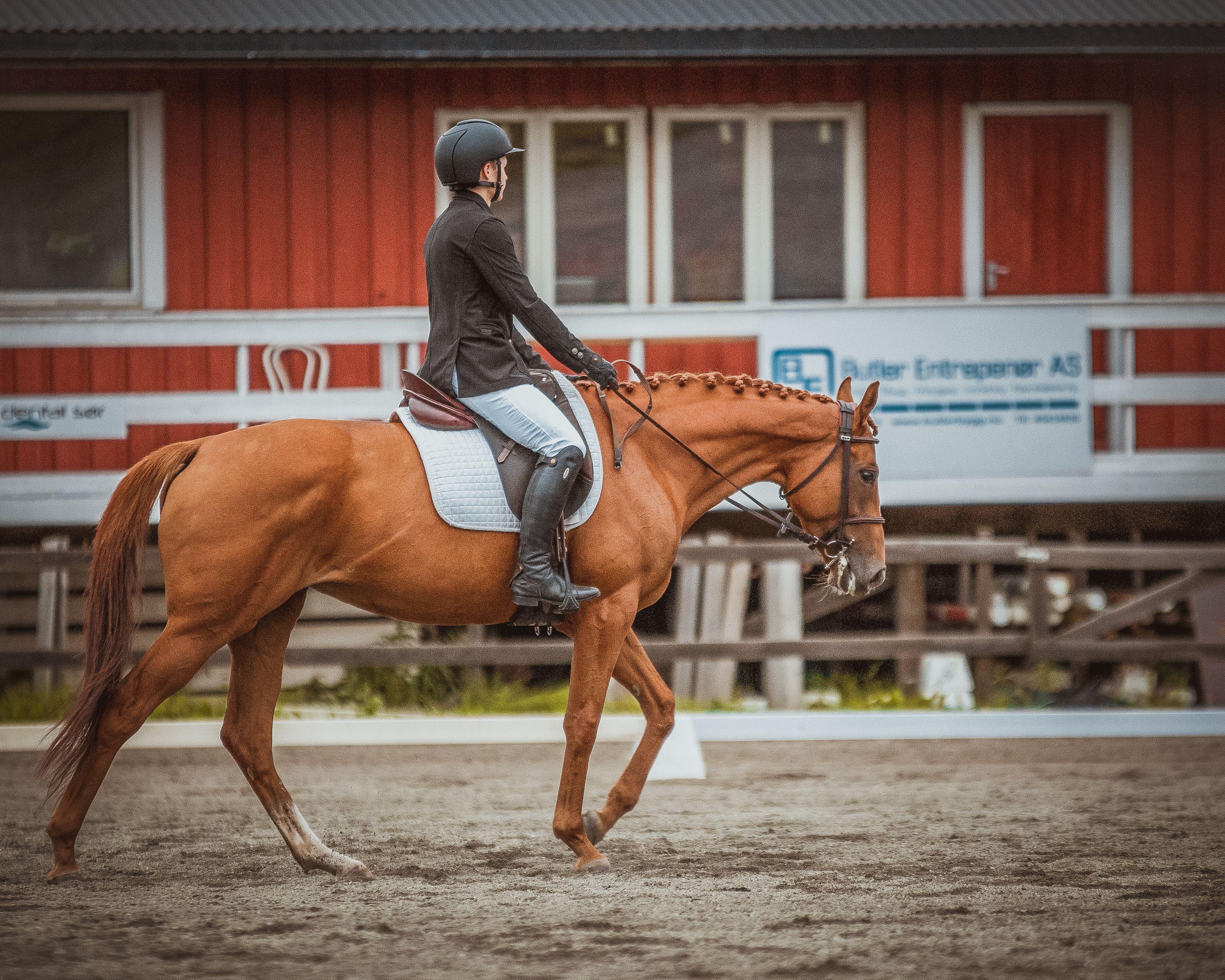 Horse